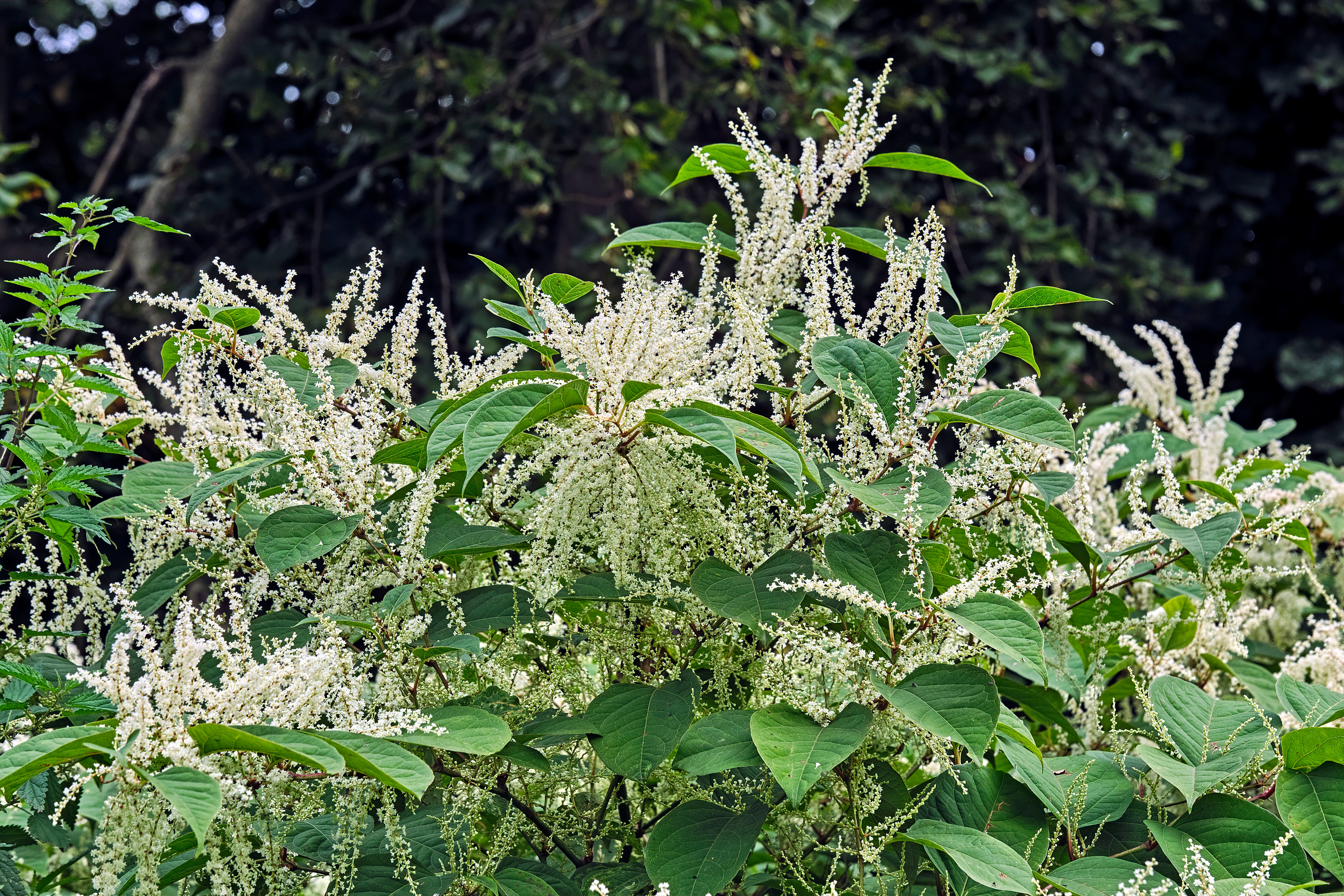 Aziatische duizenknoop 1