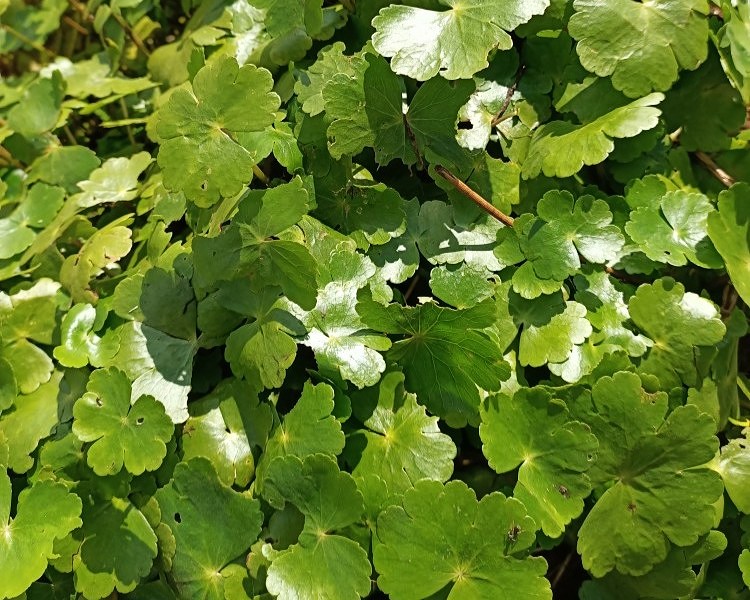 Grote waternavel Maaskracht